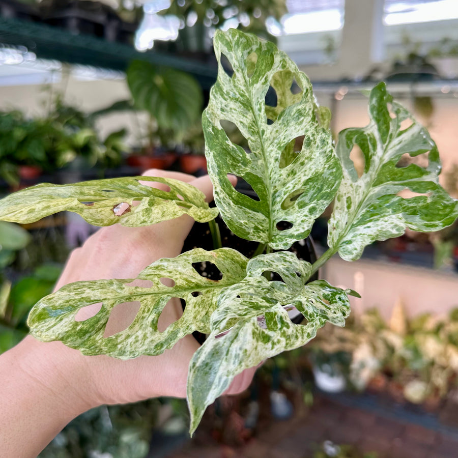 4” Monstera adansonii mottled var.