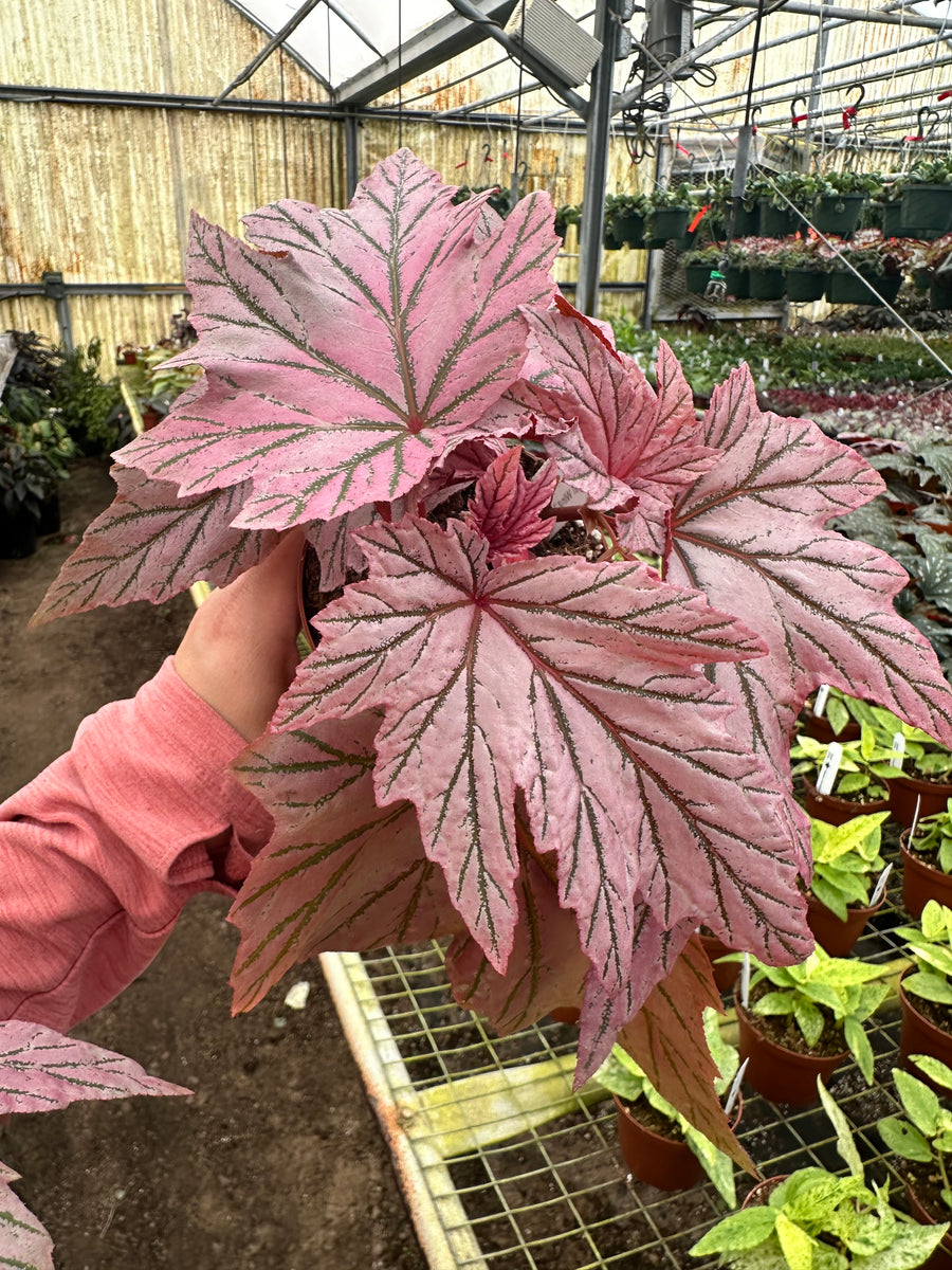 Angel Wing Begonia 'Lamoon' - RARE plant - 4” pot – Land of Alice