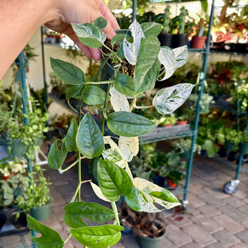 4” Epipremnum marble