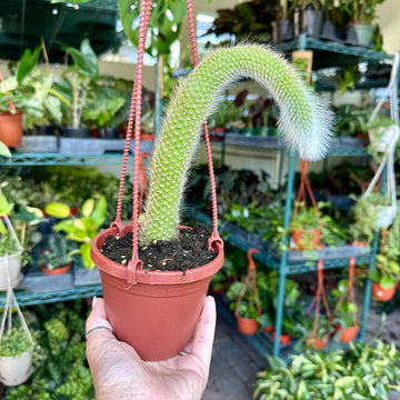 4” Monkey Tail Cactus