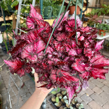 8” Begonia Harmony’s Pink Missy