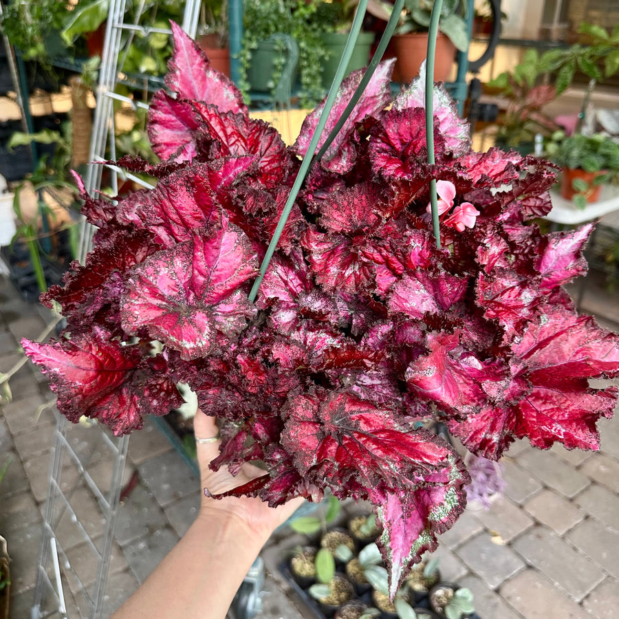8” Begonia Harmony’s Pink Missy