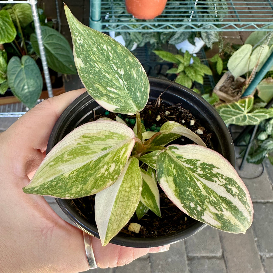 philodendron gloriosum pot Philodendron gloriosum variegated XL