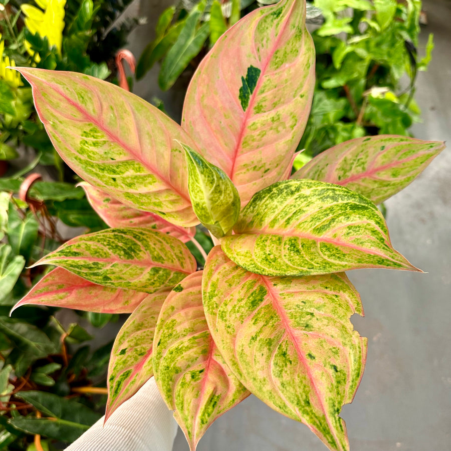 4” Aglaonema pink angel