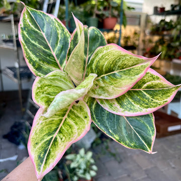 4” Aglaonema pinky pie