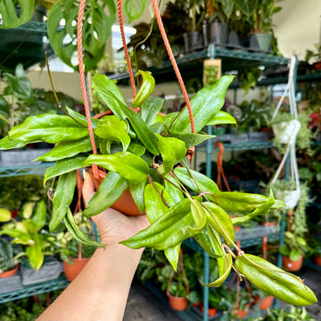 6” Hoya ilagiorum