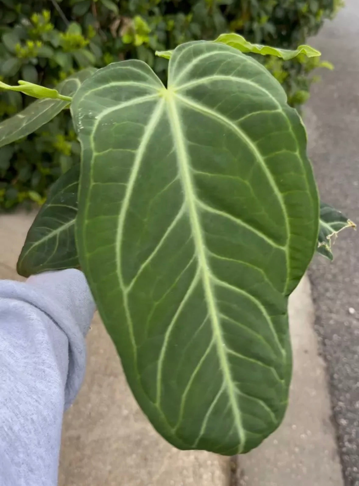 anthurium villenaorum for sale Anthurium villenaorum