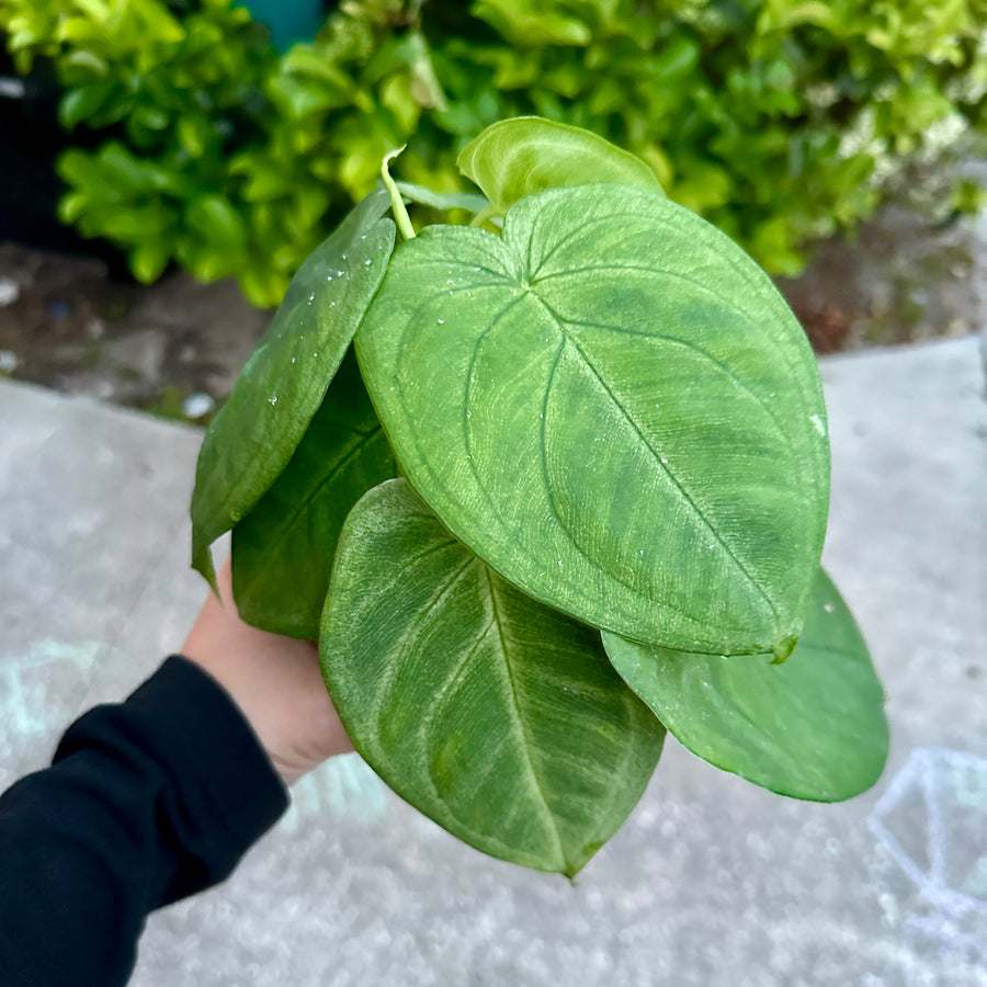 Syngonium Chiapense ’Frosted Heart’ (Ice Frost) - 6” pot