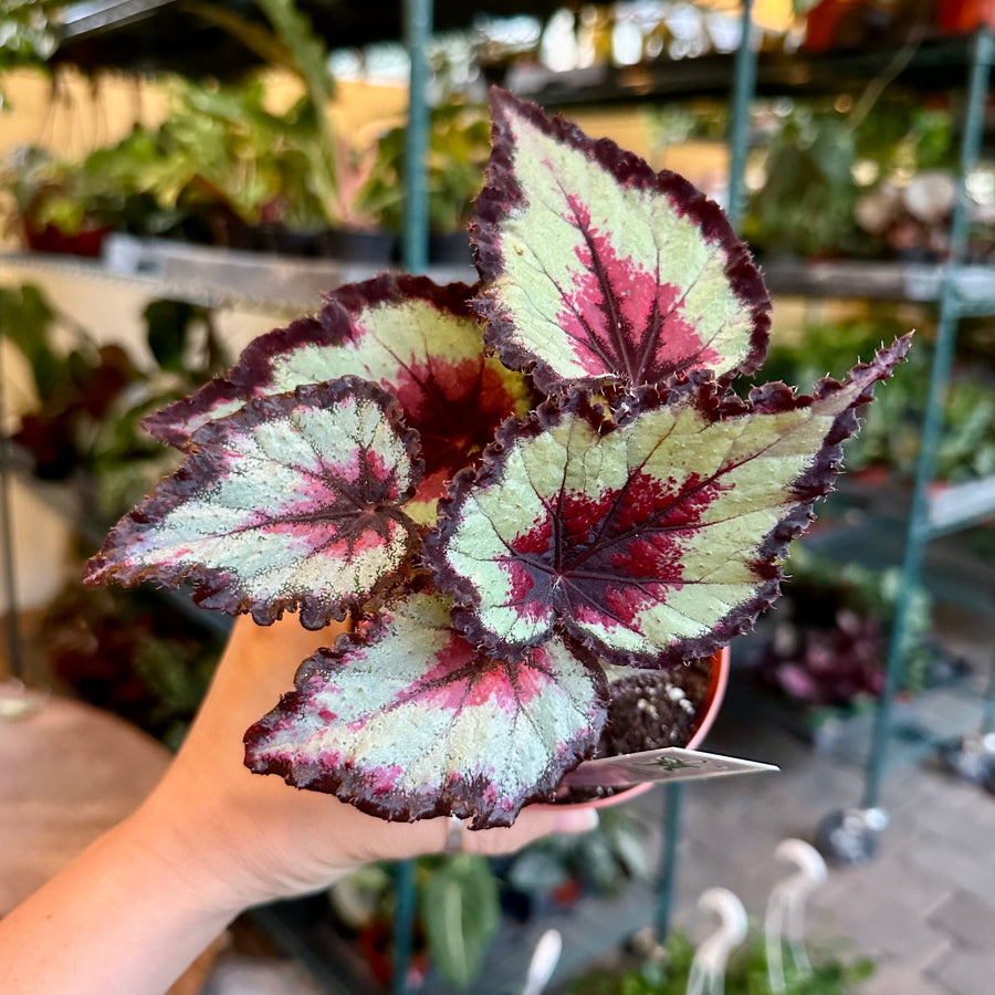 4” Begonia Harmony’s bullseye
