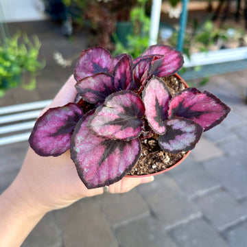 4” Begonia red kiss
