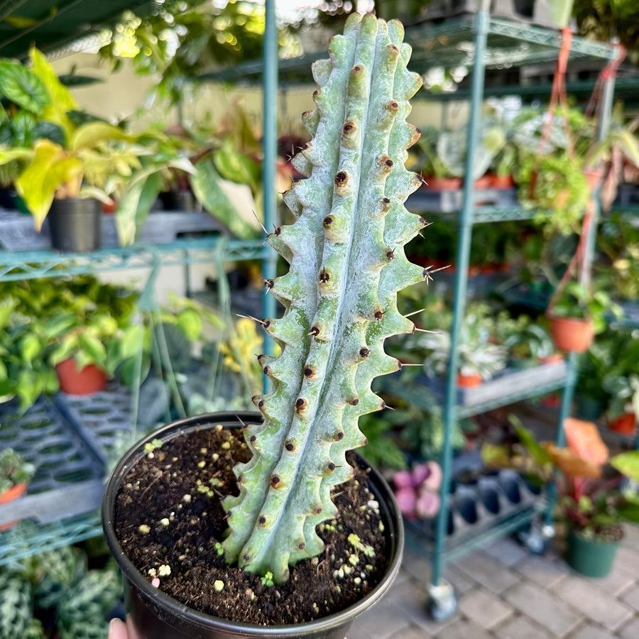 Cactus white ghost boobie - 4” pot (short)
