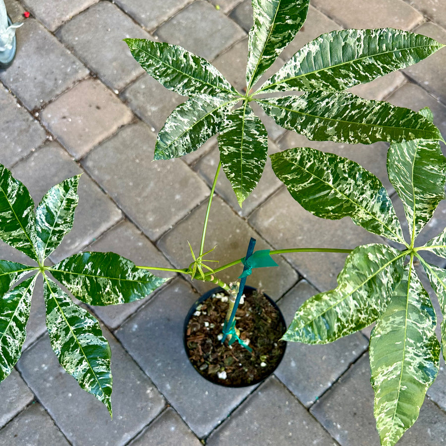 Money Tree variegated (grafted) - 6” pot