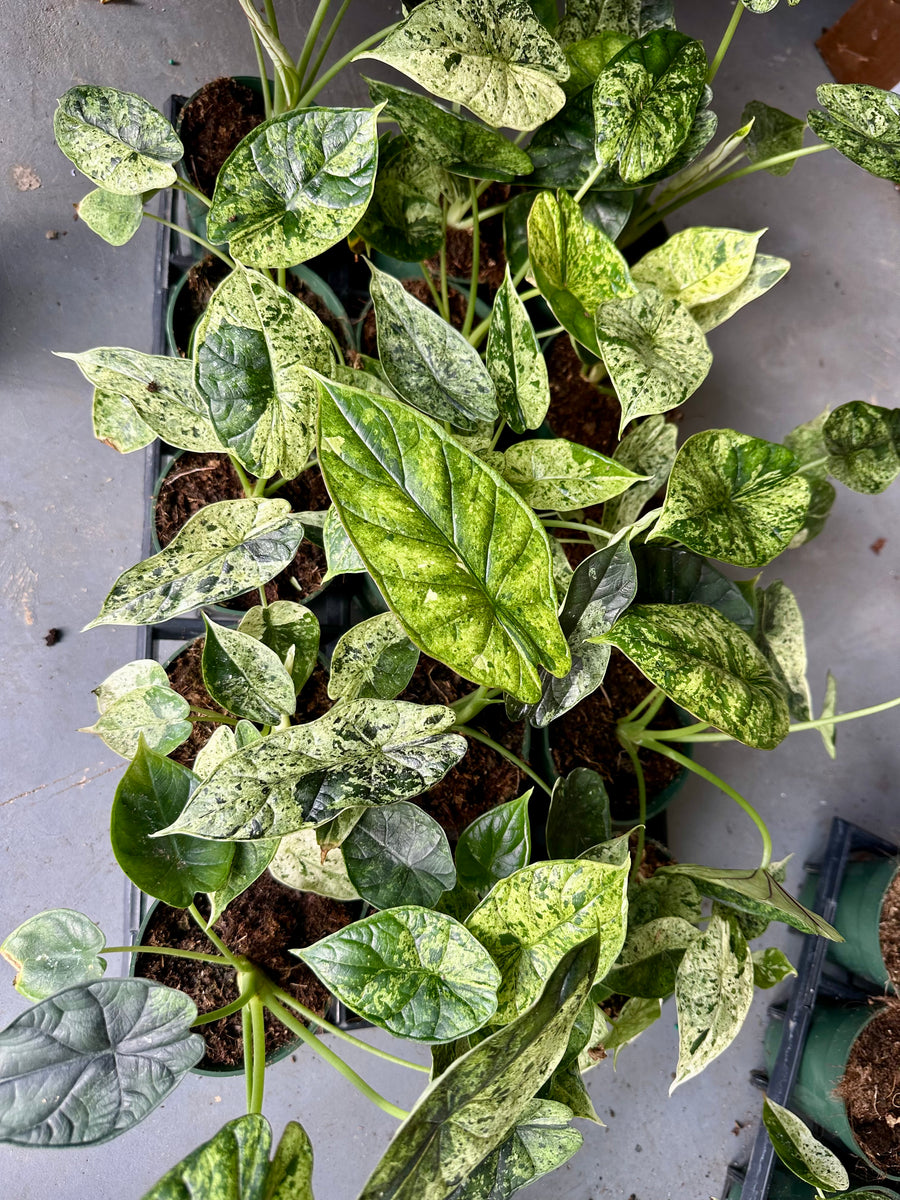 Alocasia dragon scale mint - 4” pot