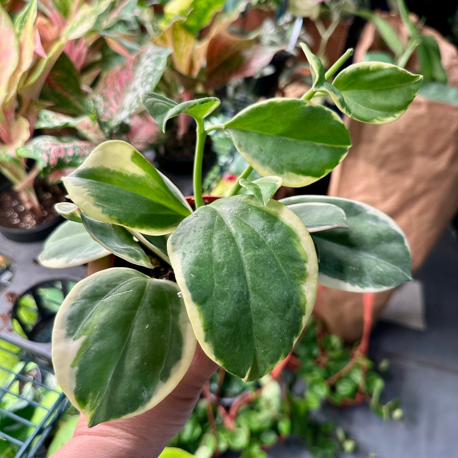 4” Hoya Pachyclada variegated / albomarginata