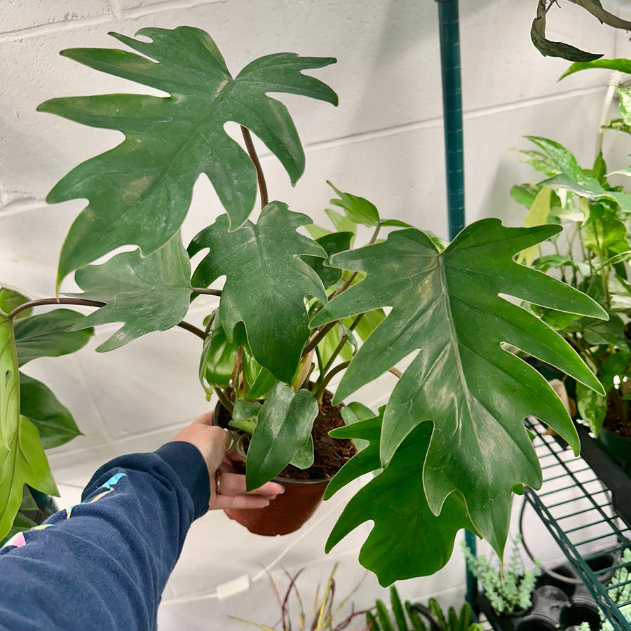 6” Philodendron Mayoi