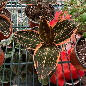 Jewel Orchid variegated