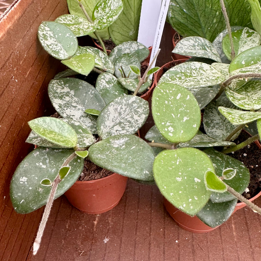 Hoya mathilde splash - 2