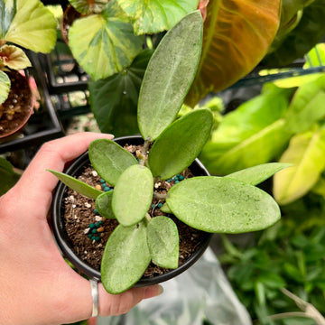 4” Hoya silver lady