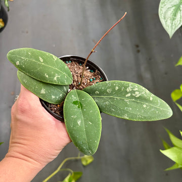 4” Hoya rintzii borneo