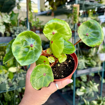 4” Begonia conchifolia var. ‘rubrimacula’