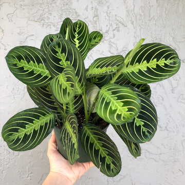 6” Lemon Lime Maranta