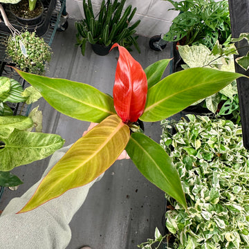 Philodendron red sun - 4