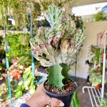 4” Mermaid Tail Cactus - white