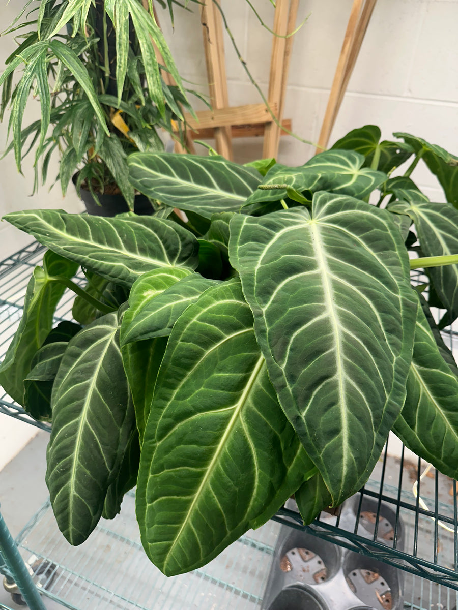anthurium 6 Anthurium villenaorum