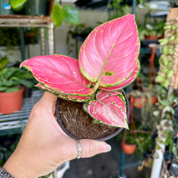 4” Aglaonema cherry