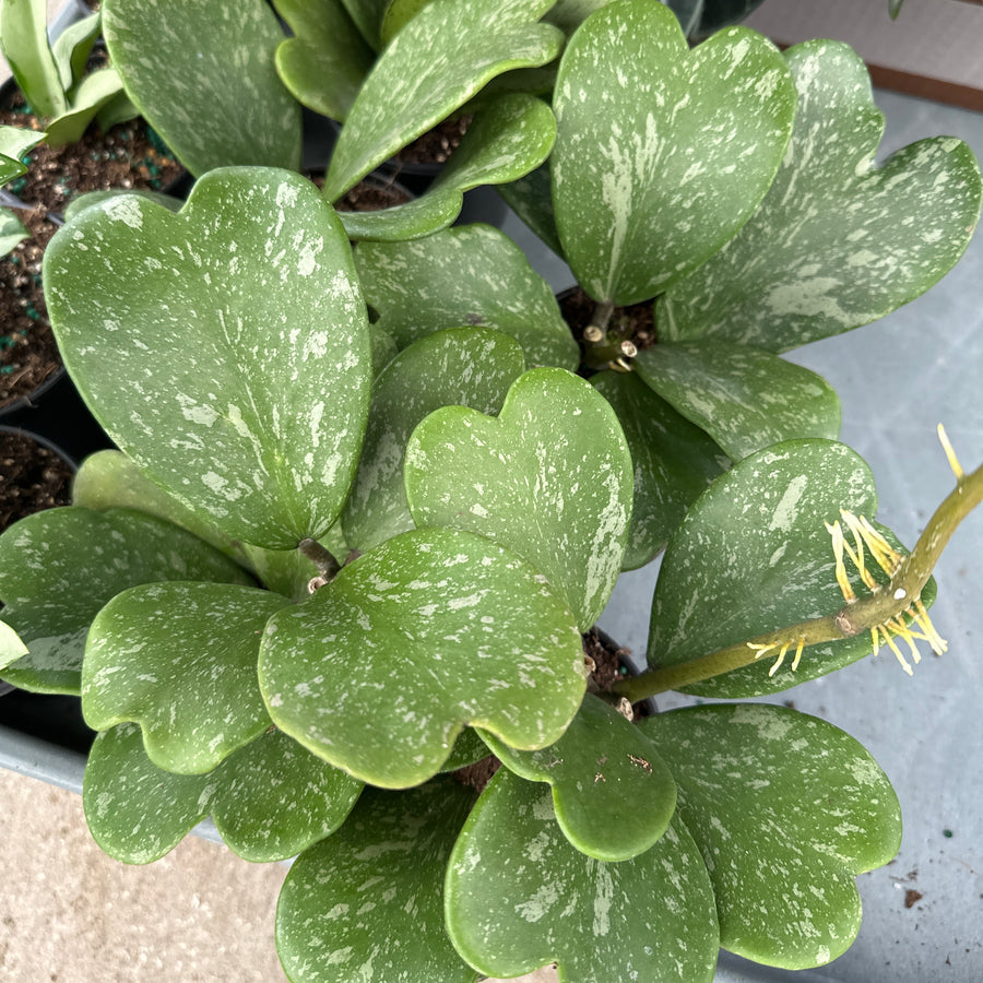 4” Hoya Kerrii splash