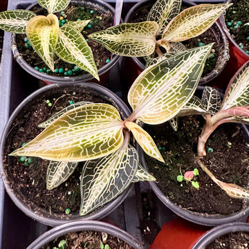 Jewel Orchid