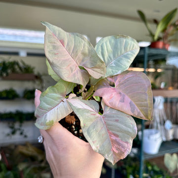 4” Syngonium double pink