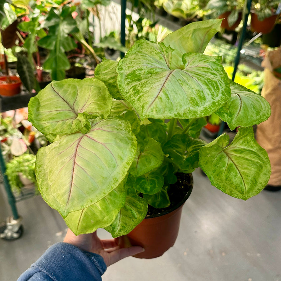 6” Syngonium siam kiwi