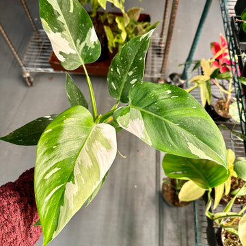 4” Philodendron white wizard