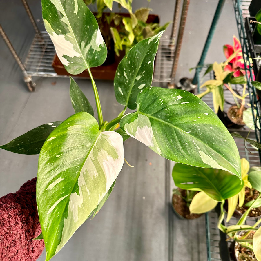 4” Philodendron white wizard