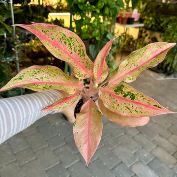 4” Aglaonema baramee