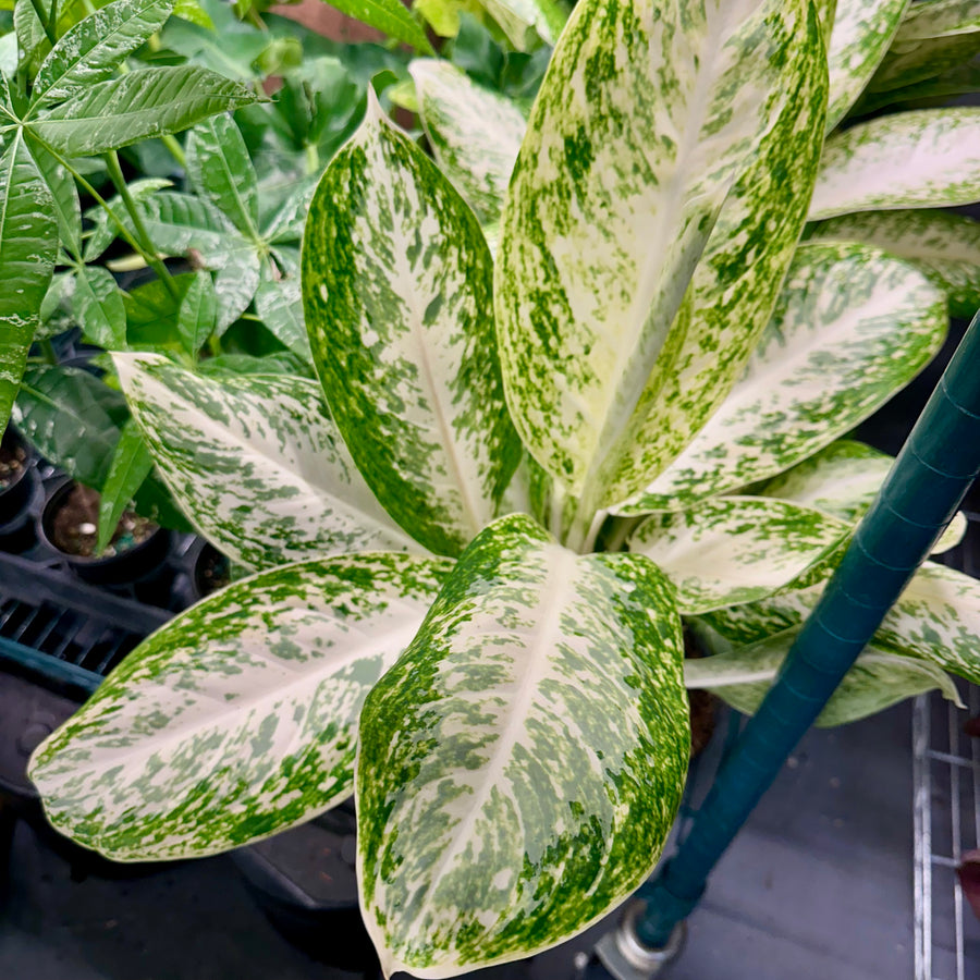 6” Aglaonema silver scepter