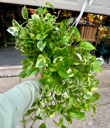 Epipremnum lemon meringue - 8” pot