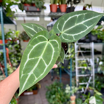 4” Anthurium Crystallinum
