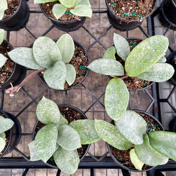 Hoya nova ghost - 4” pot