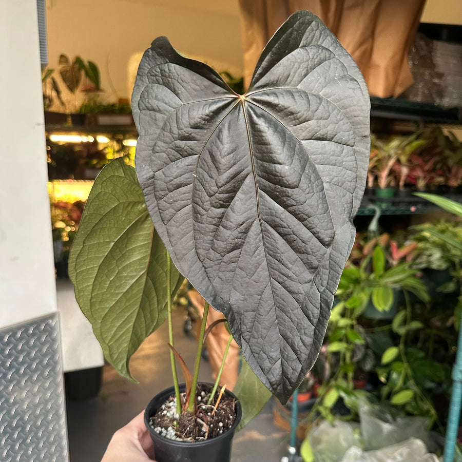 Anthurium Queen of Hearts - 4” pot