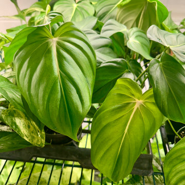 Philodendron McDowell - 4” pot