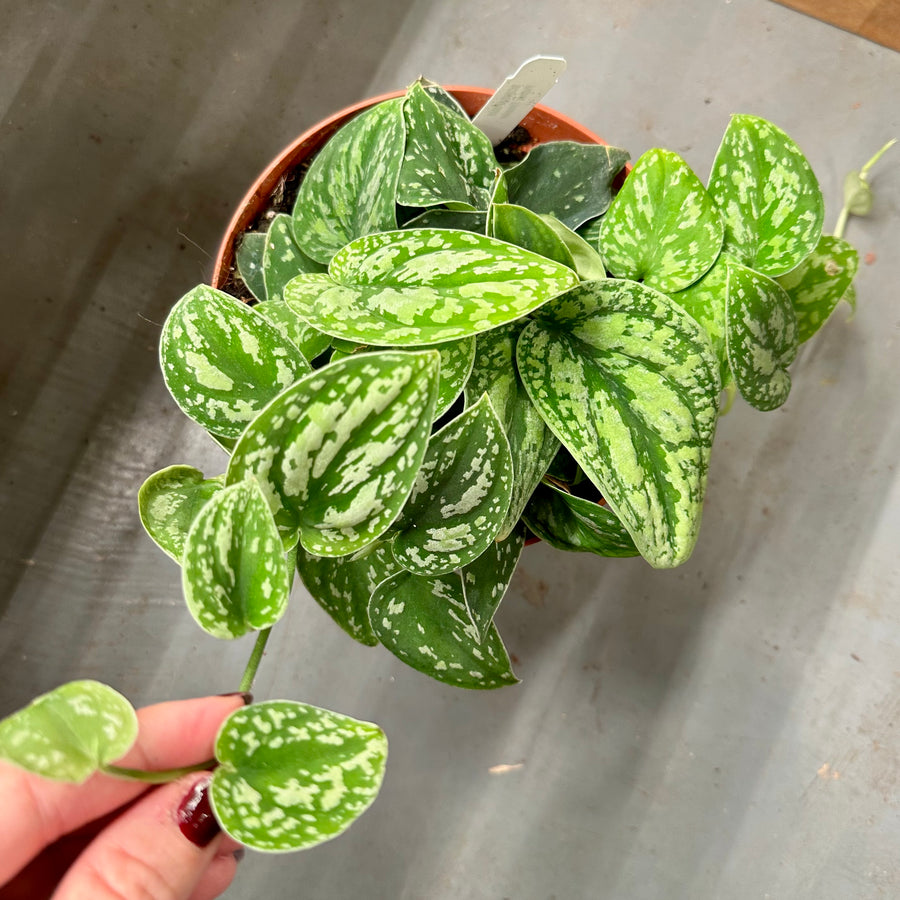 Scindapsus tricolor borneo - 6