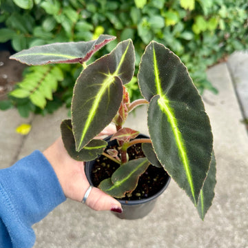 4” Begonia listada