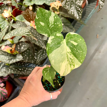 3.5” Monstera Thai Constellation