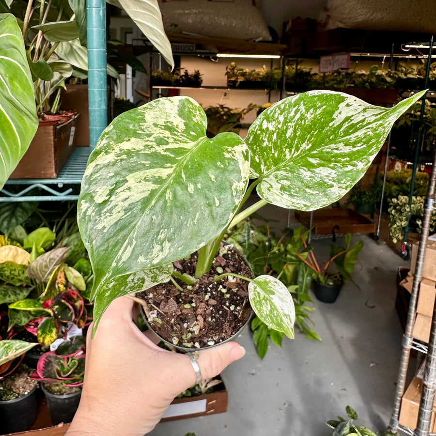 Monstera mint - 4” pot