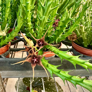 4” orbea caudata