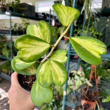 4” Hoya ‘Kerrii’ inner variegated
