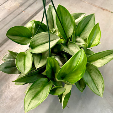8” Scindapsus treubii ‘Moonlight‘