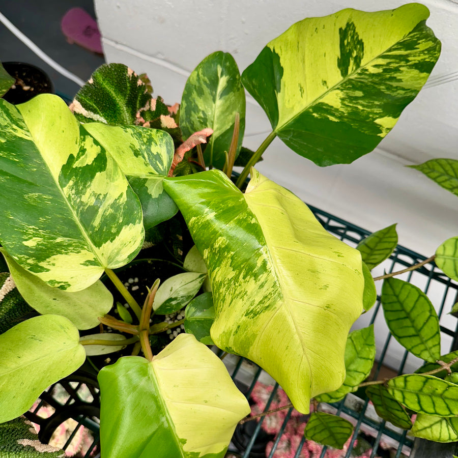 4” Philodendron snow drift variegated